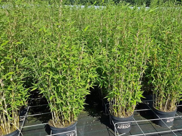 Fargesia murielae "Blue Lizard" ® - (Bambus "Blue Lizard" ®),